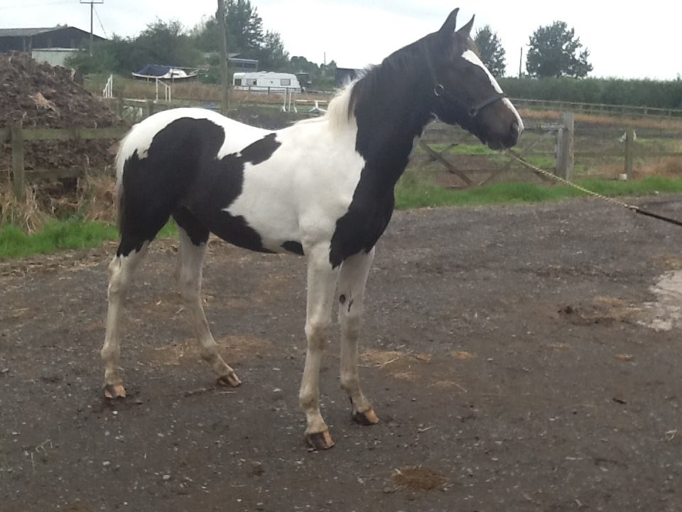 Coloured Foals For Sale
